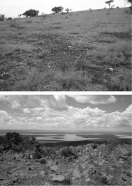 Image result for Sopubia conferta