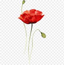 Red Poppy Watercolor Tattoo Png Image With Transparent Background Png Free Png Images Red Poppy Tattoo Watercolor Poppy Tattoo Poppies Tattoo