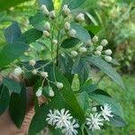 Image result for Vernonia adoensis