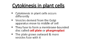 As mentioned, cytokinesis starts during the anaphase stage of mitosis. Cell Cycle With Reference Of Mitosis Cell Cycle