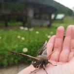 Moth Morning - Dingwall Library