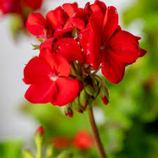 Image result for Geranium