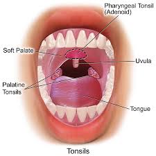 Sie besteht hinten aus knochen und vorne aus knorpeln und stabilisiert den nasenrücken und so die form der nase. Erkrankungen Der Mundhohle Und Des Rachens Oropharynx