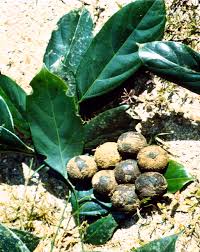 Image result for Strombosiopsis