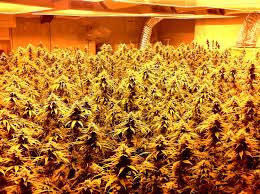 .lights grow tents growing systems hid/cmh/de grow tent kits hps high pressure sodium bulbs hydroponic growing pots ifocus induction grow light grow tent kits linx vapor low profile mars hydro mh metal halide bulbs misc miscellaneous nutrients par30 / par38 led lights premium. Traditional Grow Lights Quick Breakdown Grow Weed Easy