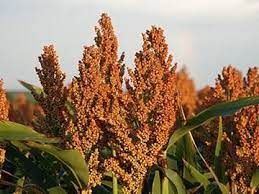 Three Ways To Ensure You Get The Most Milo Crop For Your Buck Sorghum Growing Grains