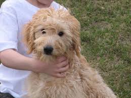 If you are looking for a breeder who can educate you further about the breed and help you find your new family member, you are in the right place. F1 Mini Toy Goldendoodles For Sale In Hancock Minnesota Classified Americanlisted Com