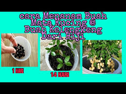 Penyebab sakit mata kucing ada banyak macamnya. Cara Betul Menanam Buah Mata Kucing Dari Biji Semai Buah Kelengkeng How Plant Fruit Cats Eyes Youtube