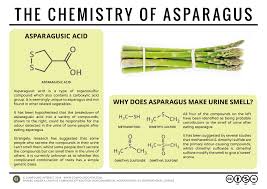 Why Does Your Pee Smell Ah Yes Those Sweet Post Thanksgiving Day Smells The Chemistry Of Asparagus Chemistry Urine Smells Asparagus