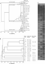 Image result for Isachne kiyalaensis