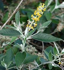 Image result for Wahlenbergia madagascariensis