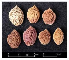 Carving Peach Pits By R V Dietrich Peach Pit Avocado Seed Growing Peach