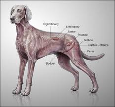 Prostate cancer in dogs is rare but can be fatal. Enlarged Prostate Rhodes 2 Safety