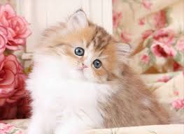 Email catscreation@aol.com or call linda at 407.709.9541 for your perfect kitten! Golden White Persian Kittens Persian Kittens Teacup Persian Kittens Teacup Cats