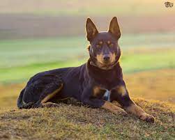 Australian Kelpie Dog Breed Facts Highlights Buying Advice Pets4homes