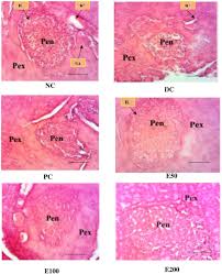 Image result for Rytigynia sp. M