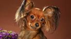 Russian Toy Dog Breed Information and Pictures