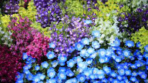 Download Wallpaper 1920x1080 Nemofily Snapdragons Flower Flowerbed Bright Colorful Full Hd 1080p Hd Background Snapdragon Flowers Flower Wallpaper Flowers