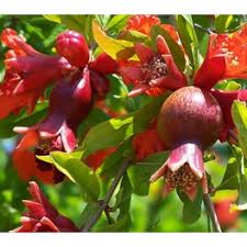 Ripe pomegranate in the tree. Buy Anar Pomegranate Plant Online At Cheap Price Plantsguru Com