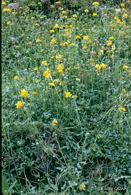 Image result for Lotononis bainesii