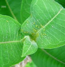 How To Control Aphids On Milkweed Plants Monarch Butterfly Milkweed Plant Monarch Butterfly Milkweed Plant Monarch Butterfly Habitat