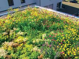 Dachbegrunung Anlage Pflege Und Kosten Dachbegrunung Flachdach Begrunung Extensive Dachbegrunung