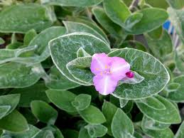 Image result for Tradescantia sillamontana