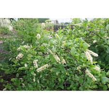 Image result for Iteaceae