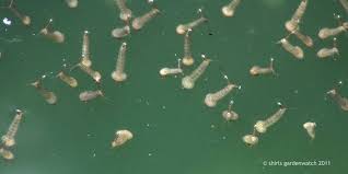 Check spelling or type a new query. What S Wriggling In My Pond Shirls Gardenwatch