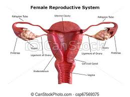 Female Reproductive System Internal View Of The Uterus With Cross Section