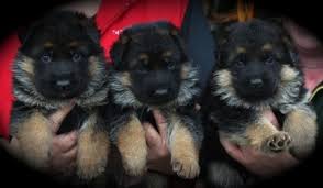 White shepherd puppies for sale nsw. Aimsway German Shepherd Dog And German Shepherd Puppy Breeder
