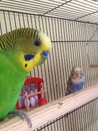 At Home With My Babies Kus