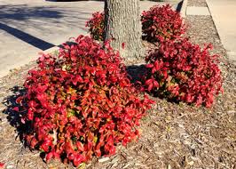 Gulf stream nandina is a compact version of bamboo nandina that grows to about 3 feet tall and 2 feet wide with a much denser habit. Plant Of The Month February 2016 Neil Sperry S Gardens