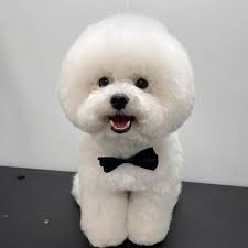 TOP 10 BEST Pet Groomers near 134 Main St, Watertown, MA