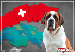 Iri Cusseleri Ile En Buyuk Kopek Irklarindan Biri Olan Saint Bernardlar In Isimlerini Isvicre Nin Saint Bernard Bolgesinden Aldiklarini Ve In 2020 Dog Cat Dogs Animals