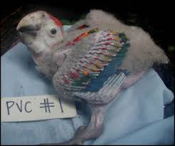 Pediatric Diseases Of Pet Birds Exotic And Laboratory