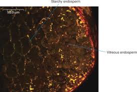 Image result for Eragrostis aethiopica