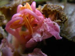 Image result for Tessmannia anomala