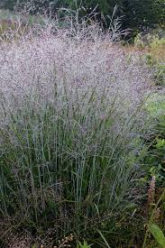 Image result for Panicum novemnerve