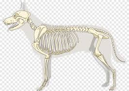 Download scientific diagram | dog skeleton with major bone elements labeled (davis, 1987, p. Axial Skeleton Png Images Pngegg