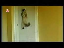 Funny Cats Afv Clips America S Funniest Home Videos Part 321 America S Funniest Home Videos Funny Cats Funny Cat Videos