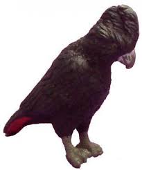 Red tail black cockatoos 13 year old breeding pair have at least 1 clutch every year. Aoa 75382 Red Tailed Black Cockatoo Animal Figures At Spielzeug Guenstig De