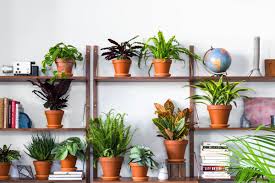 Places to buy flowers to plant online. Buy Indoor Plants Online At These Stores Curbed