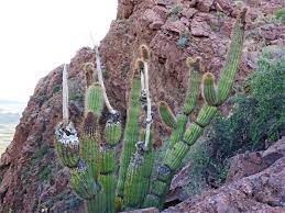 They are however much more abundant in the mexican states of sonora and baja california sur. Organ Pipe Cactus Arch Canyon Trail Organ Pipe Cactus National Monument Arizona