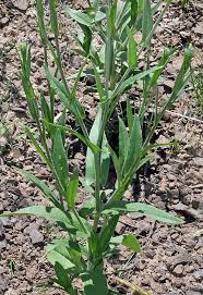 Image result for Fuirena microcarpa