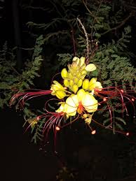 Image result for Lobelia livingstoniana