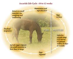 Foal Care Deworming