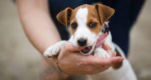 How To Care For An Older Jack Russell Terrier Happy Jack Russell
