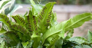 Image result for Asplenium laurentii