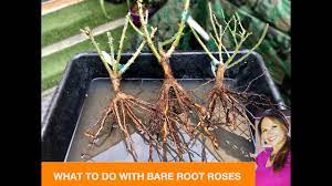 We ship to all 50 states What To Do With Bare Root Roses Before Planting Them David Austin Roses Shirley Bovshow Youtube